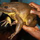 Goliath frogs are the biggest species of frog in the world.
